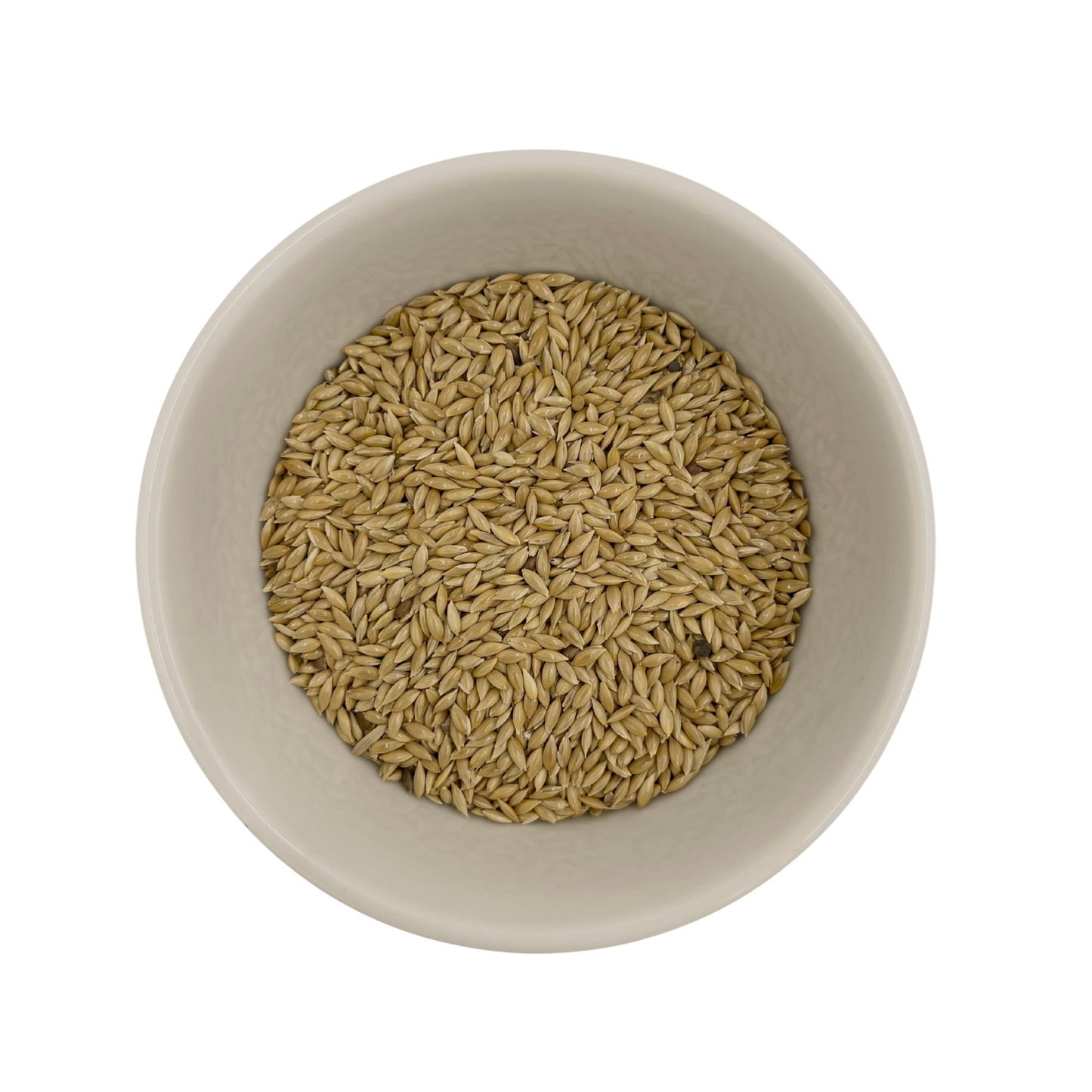Canary Plain Seed