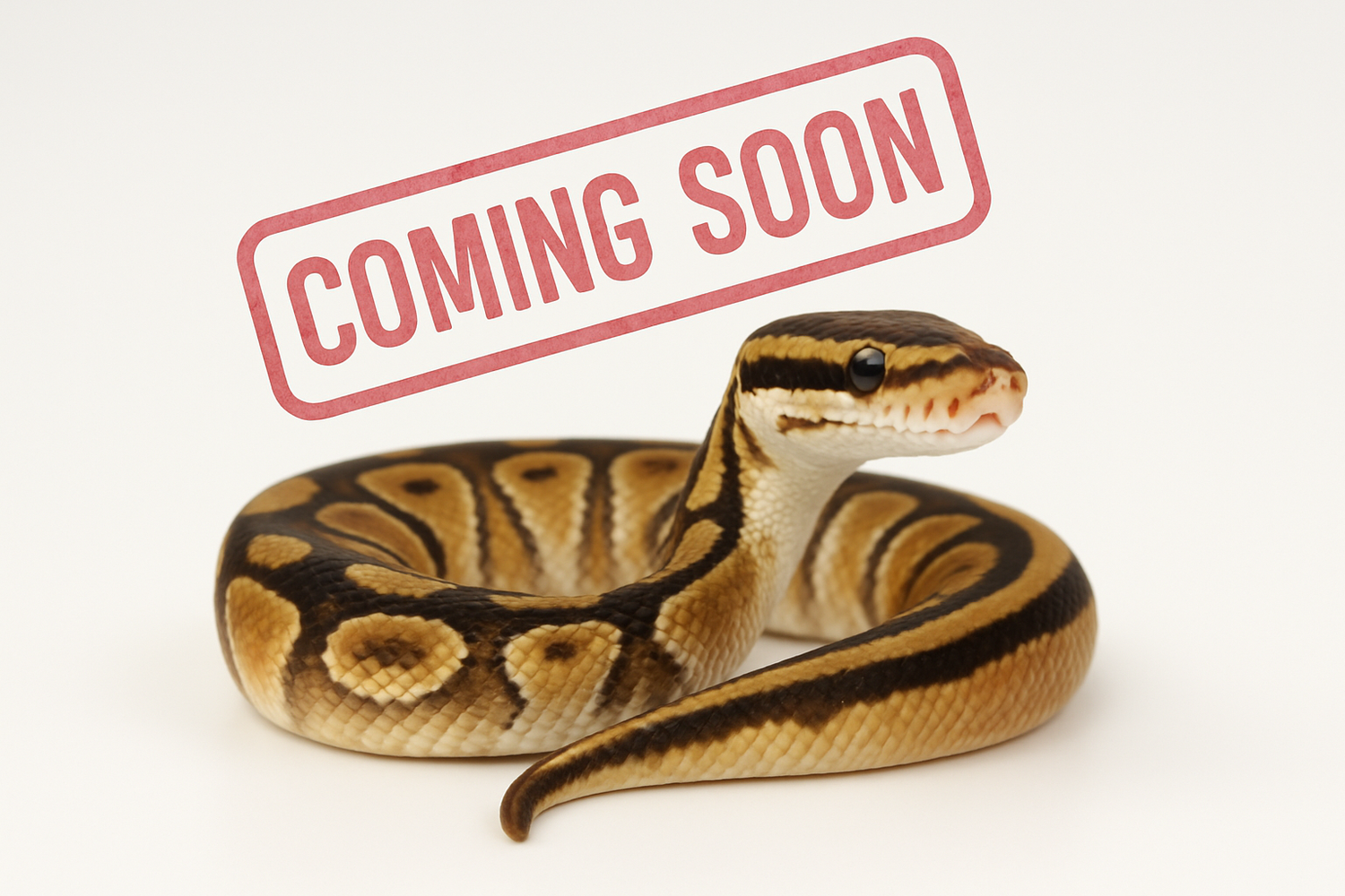 REPTILES