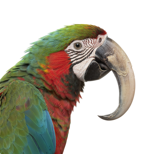 Bird Beak Trim