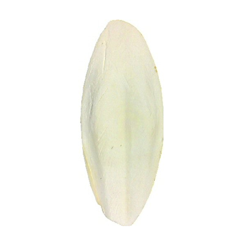 Whole Cuttle Bones (Singular)