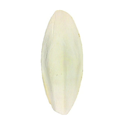 Whole Cuttle Bones (Singular)